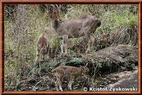 Tahr des Nilgiri femelle et ses petits en Inde Tahr des Nilgiri femelle