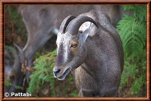 Gros plan du tahr des Nilgiri Tahr des Nilgiri gros plan