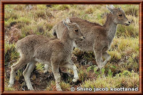 Tahr des Nilgiri juvénile Tahr des Nilgiri juvenile