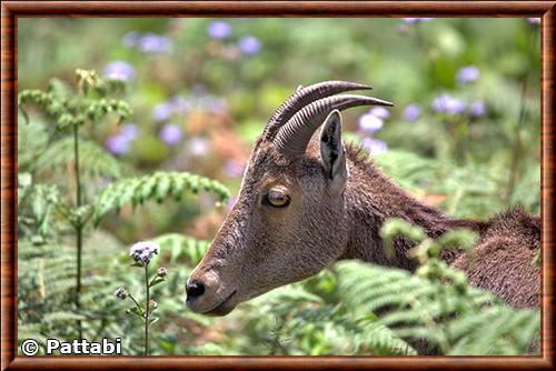 Portrait du tahr des Nilgiri Tahr des Nilgiri portrait