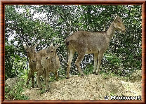 Tahr des Nilgiri dans la réserve de tigres d'Anamalai Tahr des Nilgiri reserve de tigres d'Anamalai