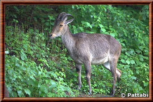 Tahr des Nilgiri (Nilgiritragus hylocrius) Tahr des Nilgiri (Nilgiritragus hylocrius)