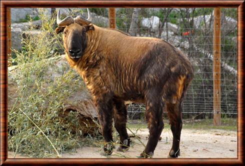 Takin de Mishmi Budorcas taxicolor taxicolor