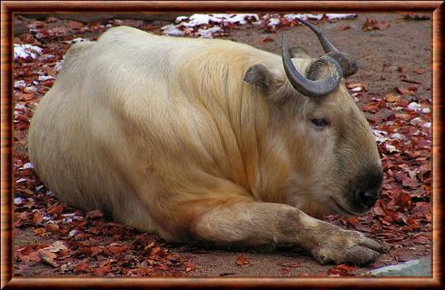 Takin dore Budorcas taxicolor bedfordi