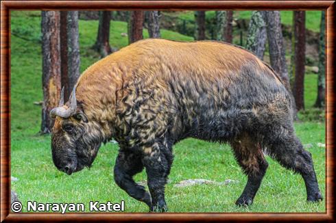 Takin du Bhoutan (Budorcas taxicolor whitei)