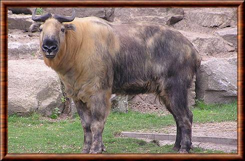 Takin du Sichuan Budorcas taxicolor tibetana