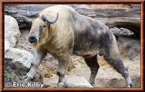 Takin (Budorcas taxicolor)