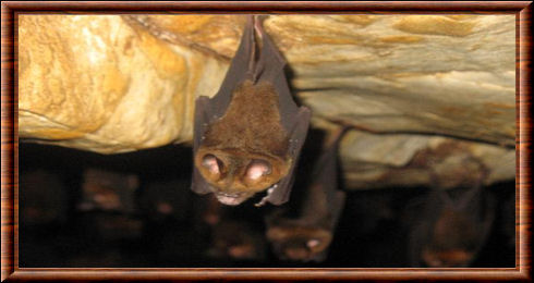 Chauve-souris des cavernes du Parc Taman Negara