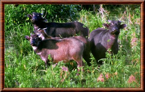 Tamarau en famille