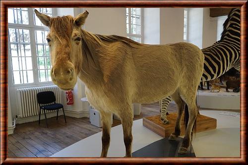 Tarpan naturalise musee Saint-Loup