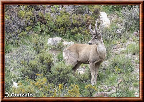 Taruca (Hippocamelus antisensis)