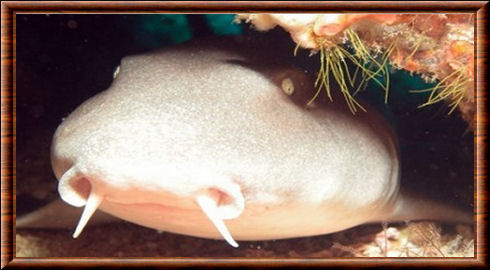 Tawny nurse shark