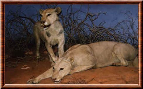 The Man Eaters Of Tsavo