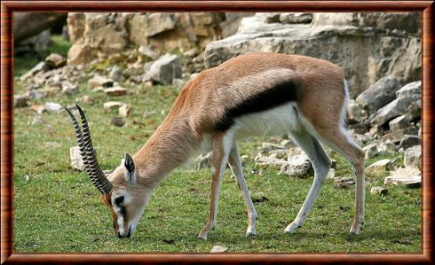 Thomson's gazelle