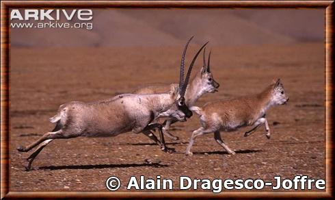 Tibetan antelope