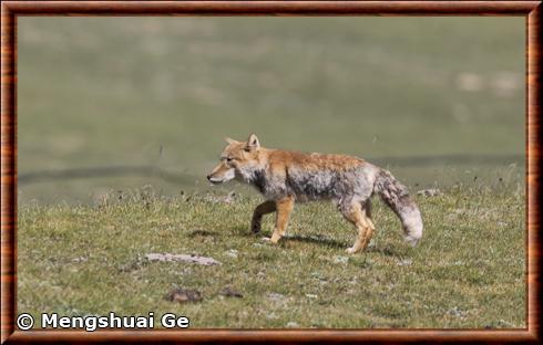Tibetan fox (Vulpes ferrilata)