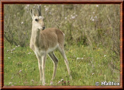 Tibetan Gazelle