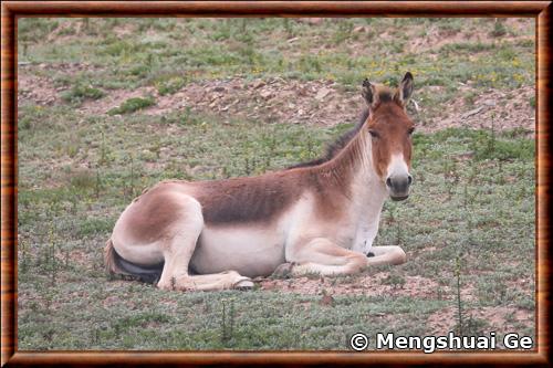 Tibetan wild ass (Equus kiang)