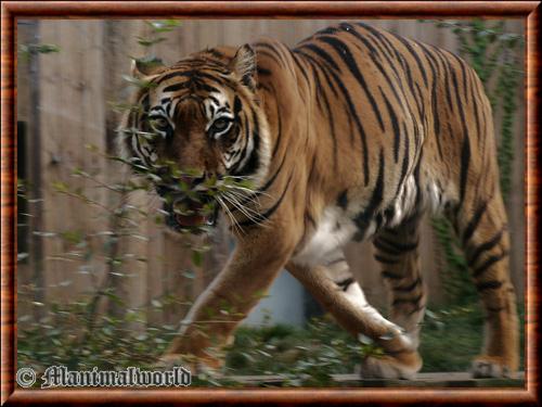 Tiger (Panthera tigris)