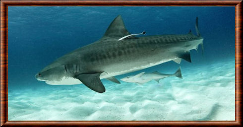 Tiger shark