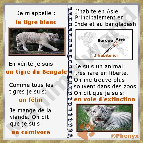 Tigre blanc fiche enfants