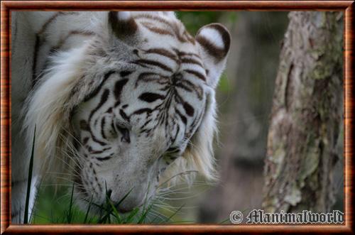 Tigre blanc gros plan