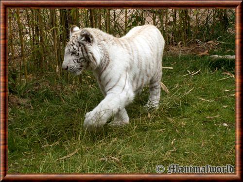 Tigre blanc juvenile Amneville