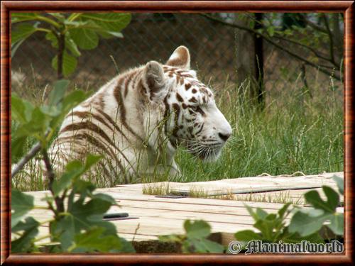 Tigre blanc portrait