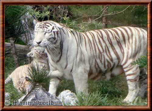 Tigre blanc