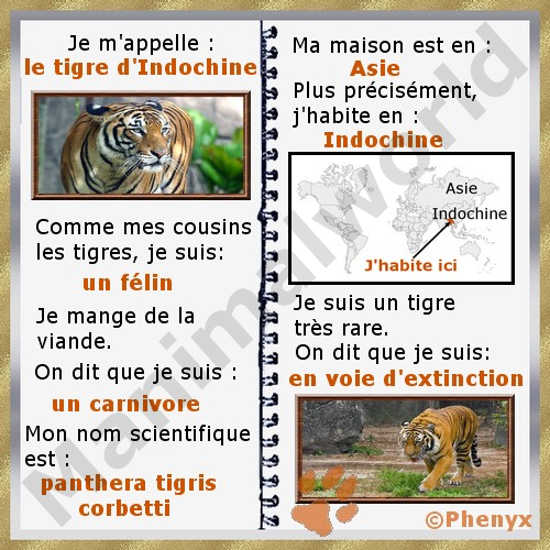 Tigre d'Indochine fiche enfants