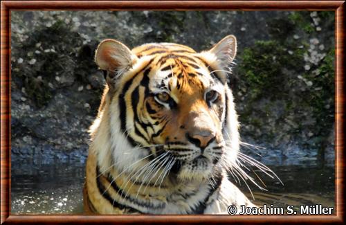 Tigre d'Indochine gros plan