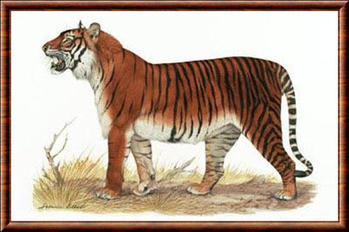 Tigre de Bali (Panthera tigris balica)