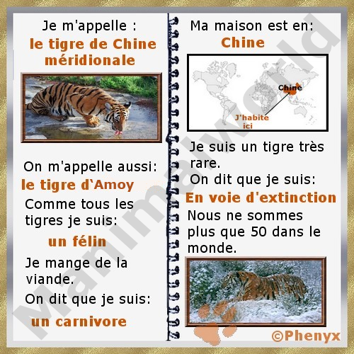 Tigre de Chine fiche enfants