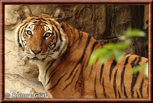 Tigre de Chine portrait