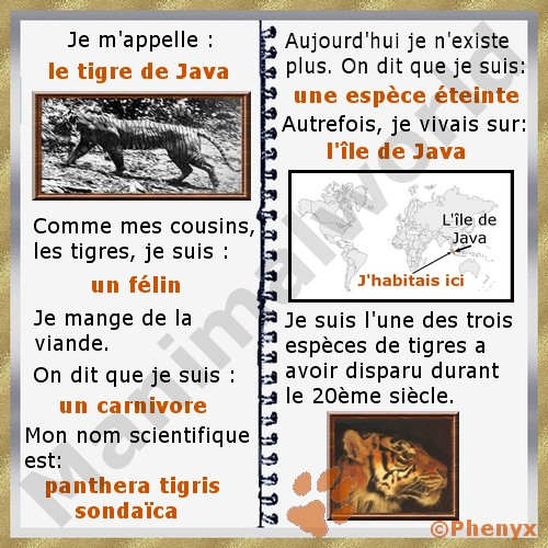 Tigre de Java fiche enfants