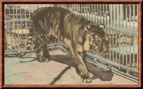 Tigre de Java illustration