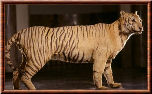 Tigre de Java musee Wiesbaden