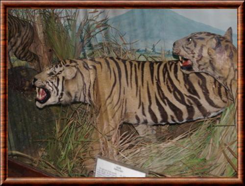 Tigre de Java naturalise