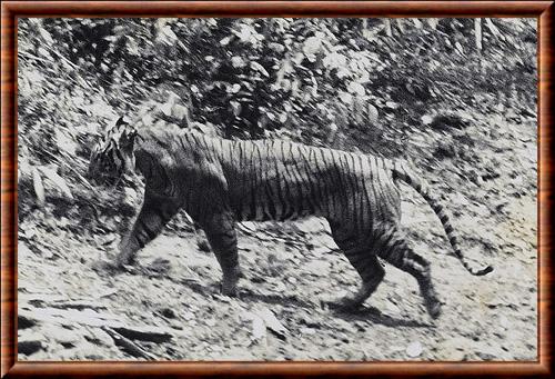 Tigre de Java (Panthera tigris sondaica)