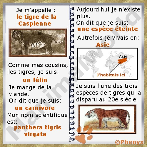 Tigre de la Caspienne fiche enfants