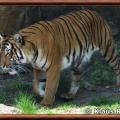 Tigre de malaisie panthera tigris jacksoni