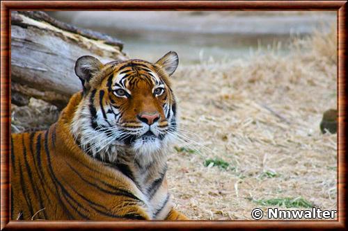 Tigre de Malaisie portrait