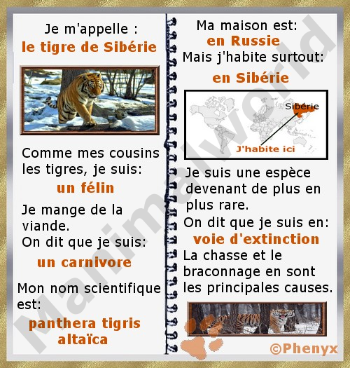 Tigre de Siberie fiche enfants