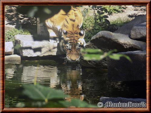 Tigre de Siberie zoo Mulhouse