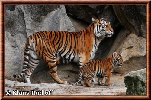 Tigre de Sumatra femelle zoo Berlin