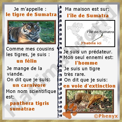 Tigre de Sumatra fiche enfants