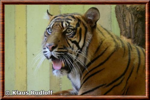 Tigre de Sumatra gros plan