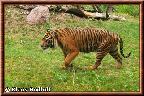 Tigre de Sumatra (Panthera tigris sumatrae)