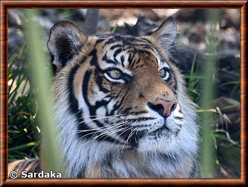 Tigre de Sumatra portrait