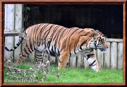 Tigre de Sumatra zoo Belfast